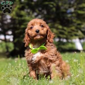 Loki, Cavapoo Puppy